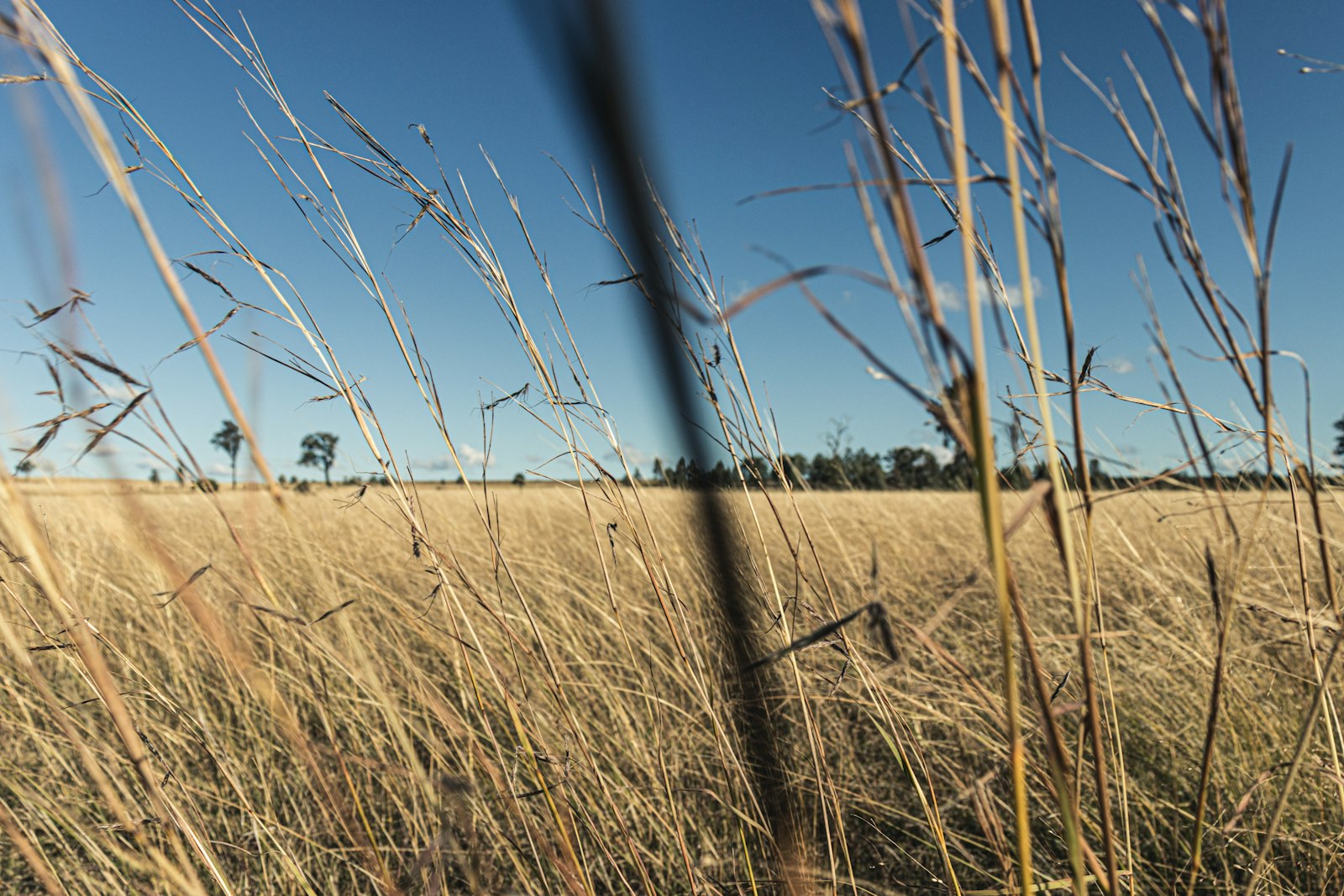Rural landscape of the South Australian mid-north